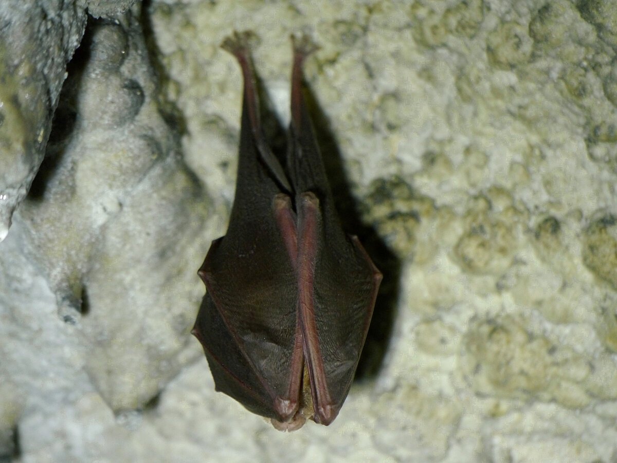 Die Fledermaus eine Hufeisennase hängt in der Tropfsteinhöhle an der Wand und schläft.